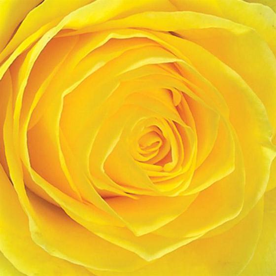 6 Rose Sheaf