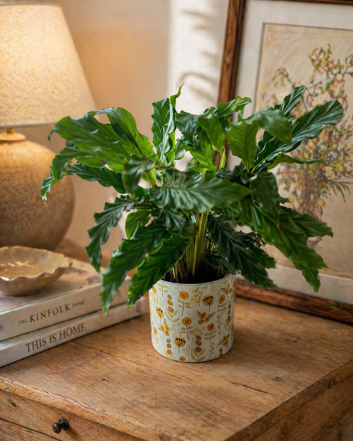 Calathea In Ceramic Pot
