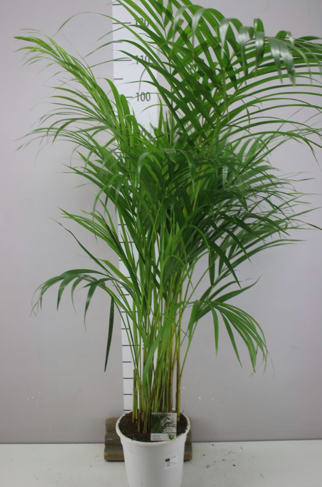 Areca Palm