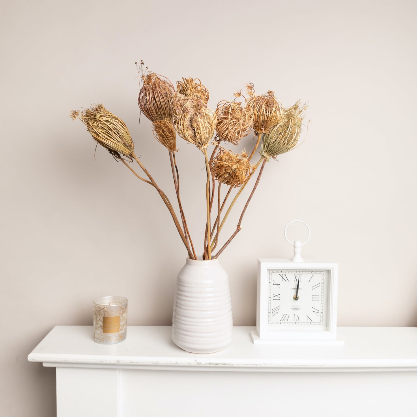 Dried Natural Ammi