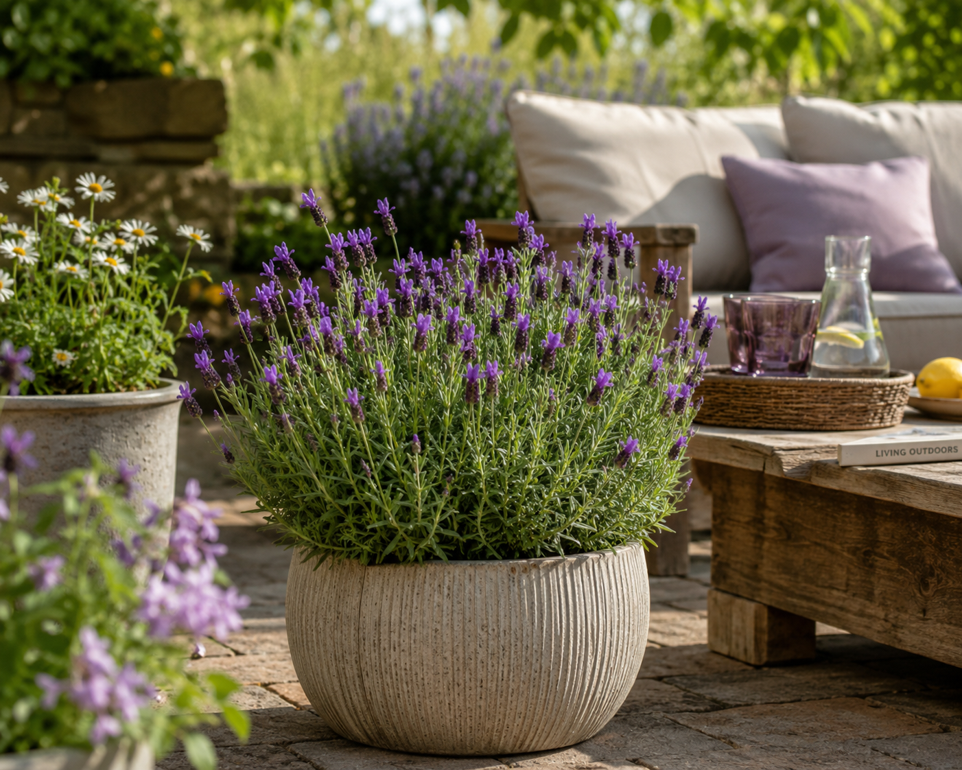 Lavender Anouk