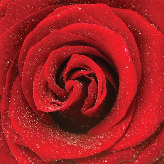 6 Rose Sheaf
