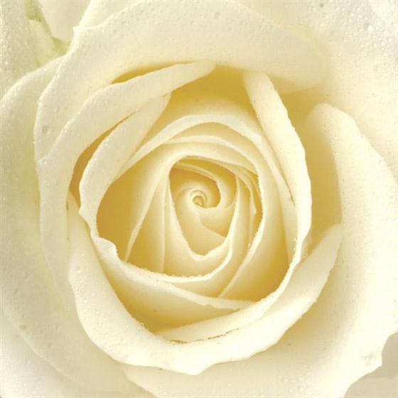 6 Rose Sheaf