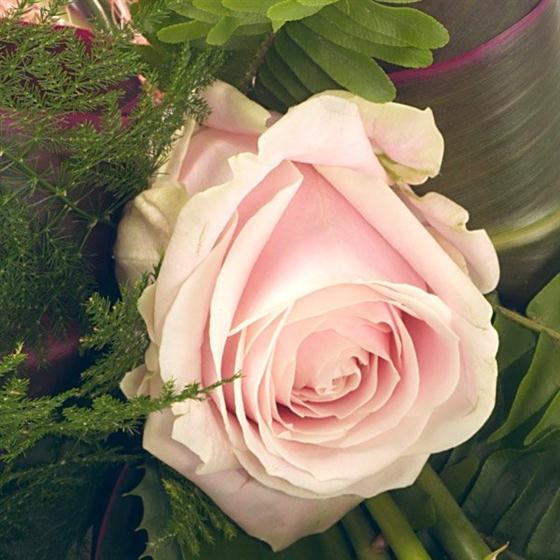 6 Rose Sheaf
