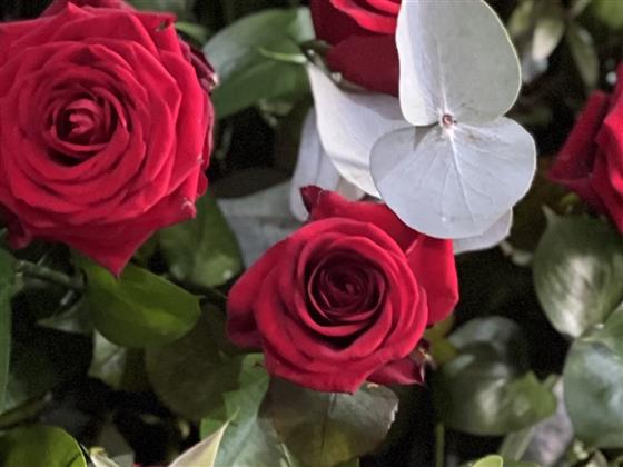 Red Rose Coffin Spray