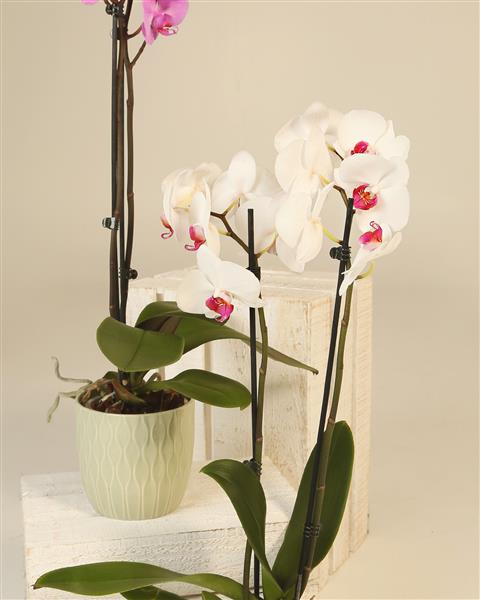 Phaleanopsis Orchid