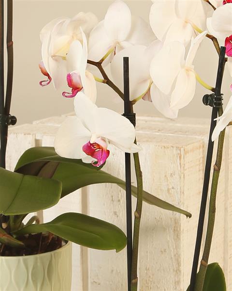 Phaleanopsis Orchid