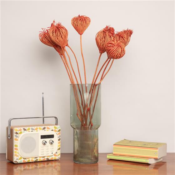 Orange Dried Ammi