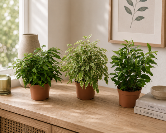Ficus Benjamina