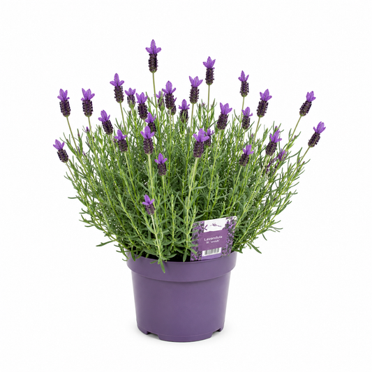 Lavender Anouk