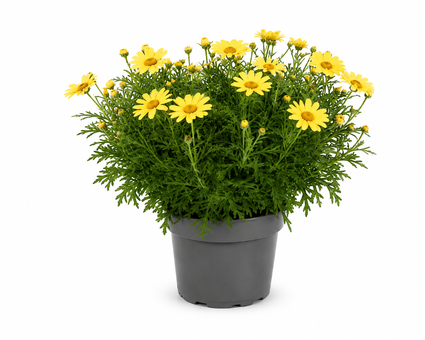 Outdoor Plants