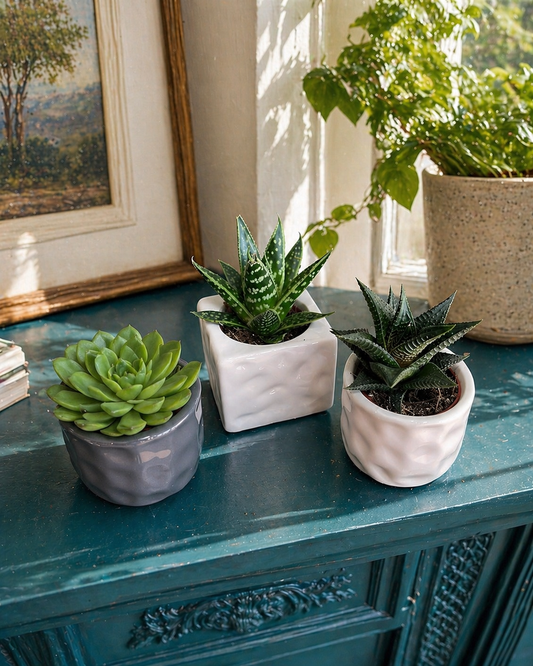 Trio Of Succulents