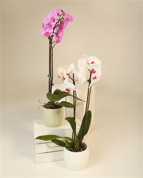 Two potted orchids, one with pink flowers and the other with white flowers, on a light surface.