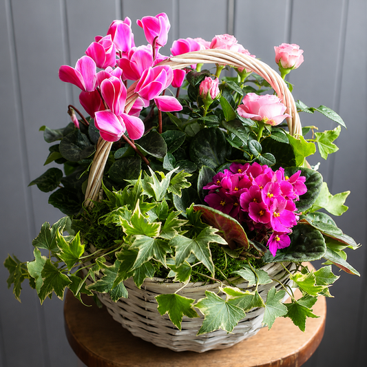 basket containing pink flowering plants ivy roses and primula